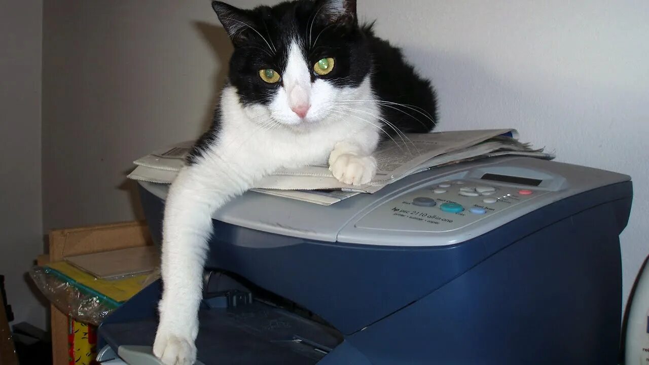 Котик принтер приложение. Кот и принтер. котик для принтера. маленький принтер котик. мфу прикол.