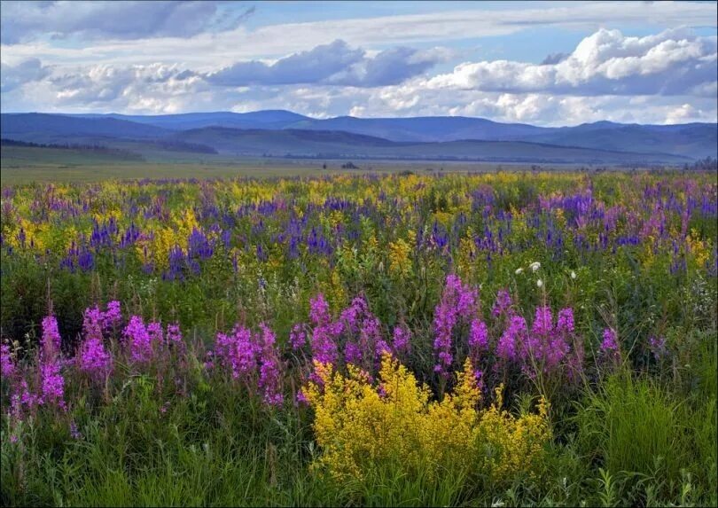 Забайкальски. Забайкальская горная тайга. Красоты забайкалья. Природа забайкальского края осенью. Река менза красного чикоя забайкальский край.