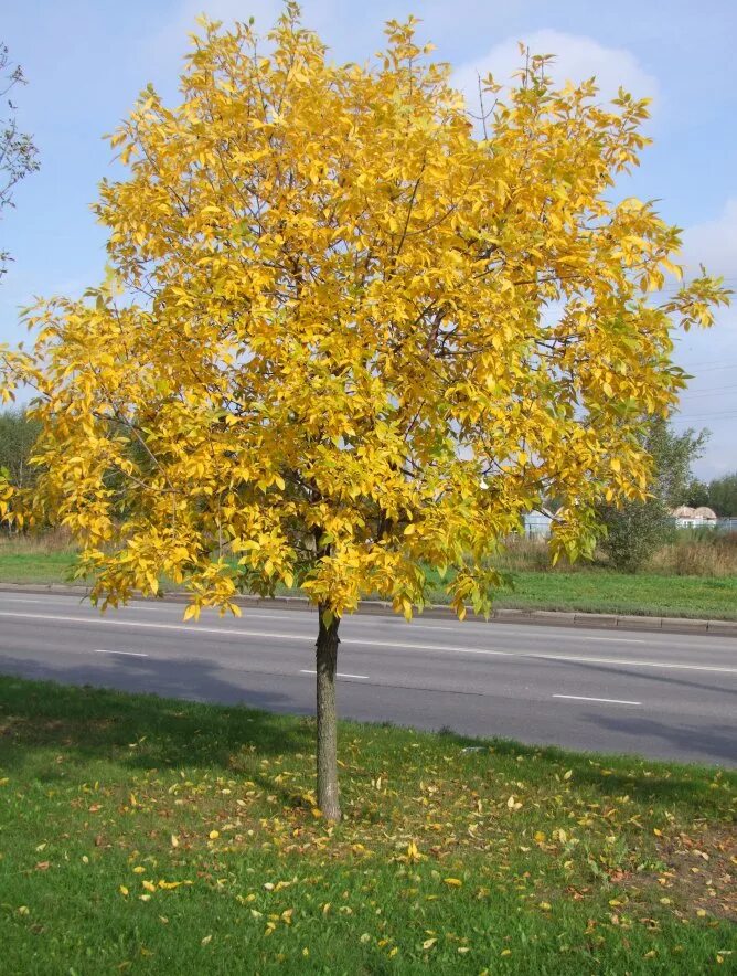 Желтая осень. С дерева желтые листочки. Ясень обыкновенный 'aurea'. С дерева желтые листочки. Дубовидный клен.