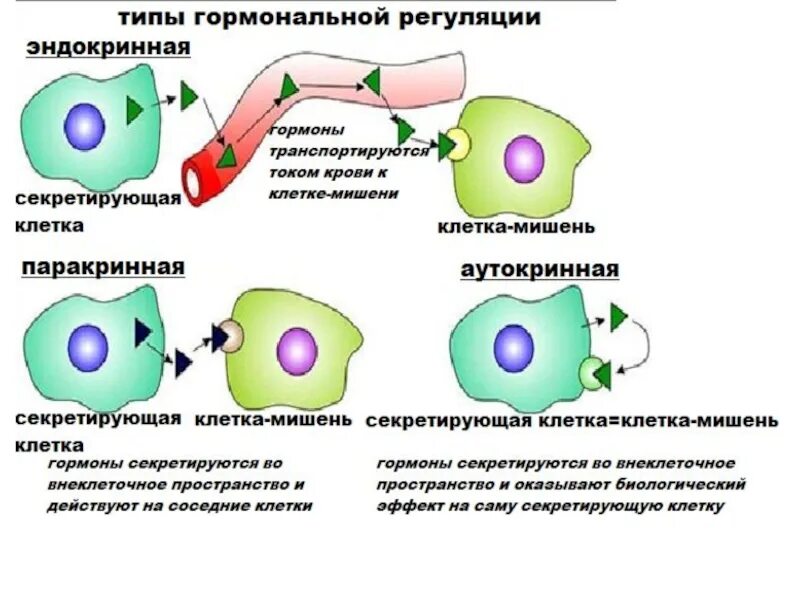 Взаимодействие гормона с клеткой-мишенью. Взаимодействие гормонов и клеток мишеней схема. Типы межклеточного взаимодействия гормонов. Механизм взаимодействия гормонов с клеткой мишенью схема.