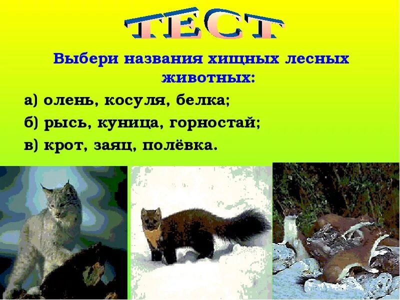 Рысь и куница