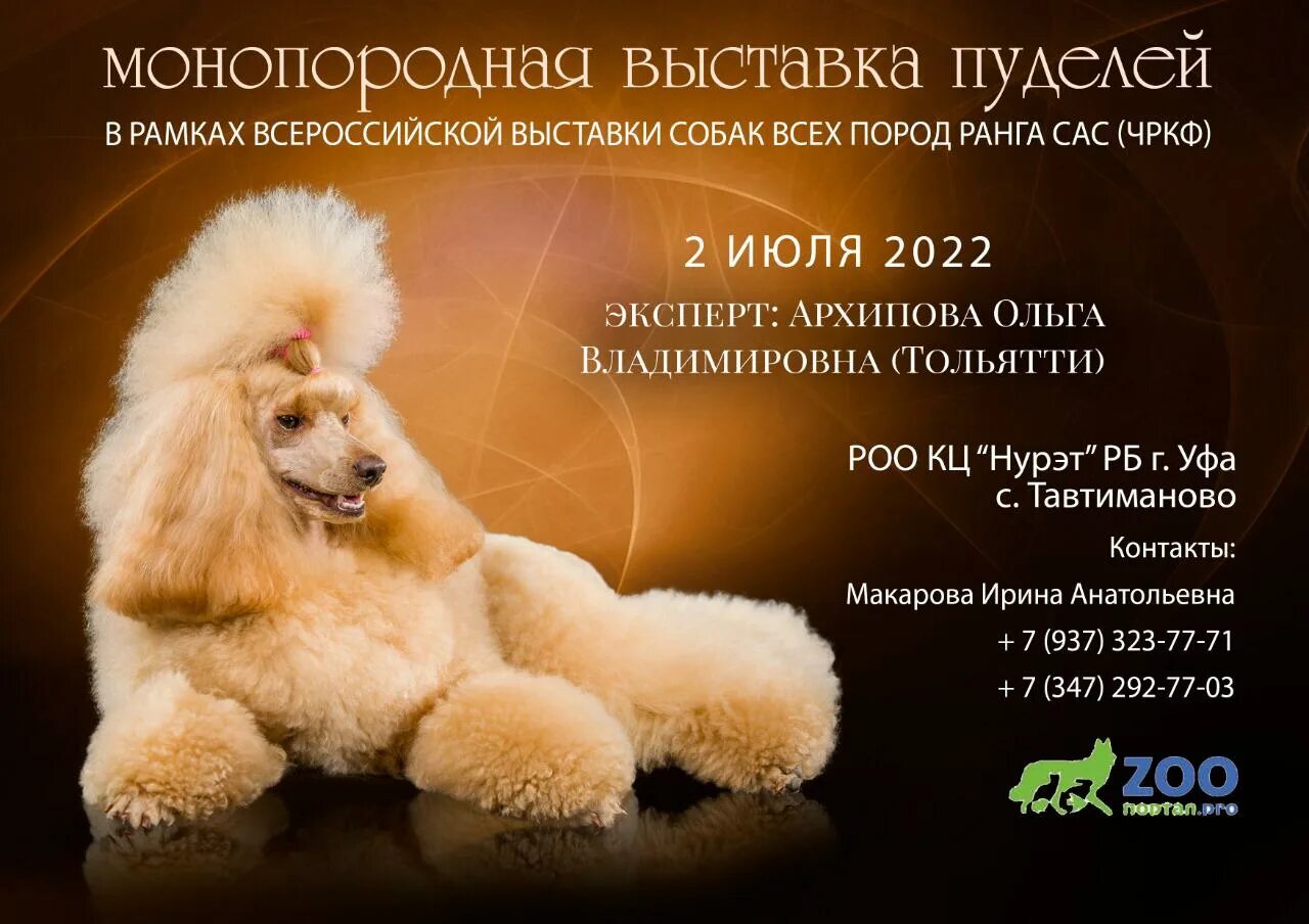 Лев Континенталь пудель. Награждение выставка моно пуделей. Выставка пуделей в Москве 2023. Той пудель умная собака.