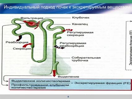 Реабсорбция гормон