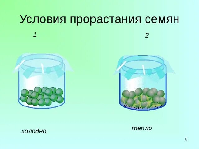 Влияет ли температура на прорастание семян гороха. Условия прорастания семян эксперимент. Условия прорастания семян 6 класс. Условия прорастания семян опыт. Условия влияющие на прорастание семян.