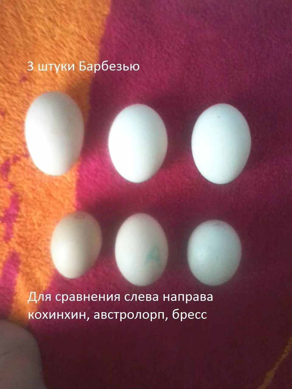 Белые куры несут белые яйца. Барбезье яйцо. Яйца разных пород кур. Барбезье куры цвет яйца. Порода несушек с крупными яйцами.