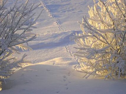 Белым снегом замело