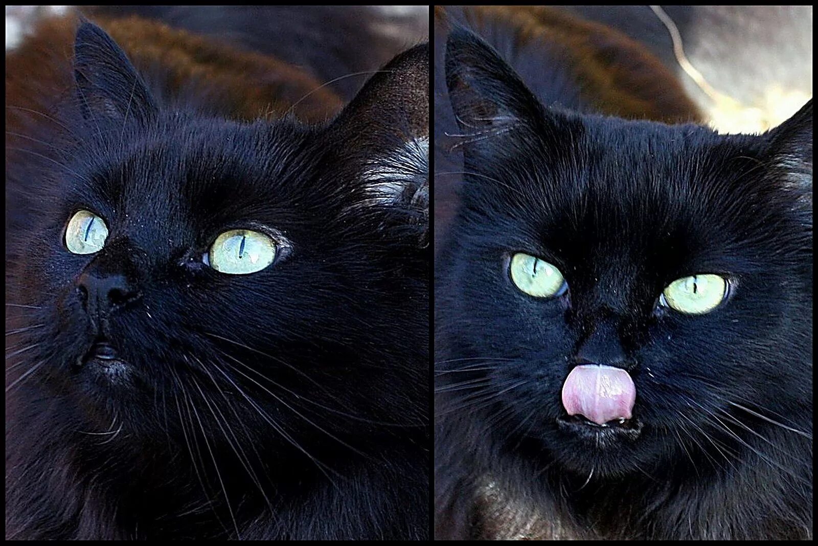 Черная кошка. Чёрные коты с жёлтыми глазами. Чёрная кошка с голубыми глазами. Чёрный кот с большими глазами.