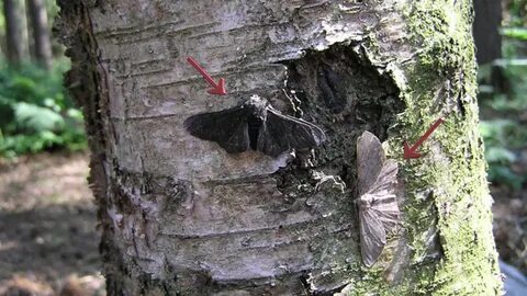 Пример индустриального меланизма