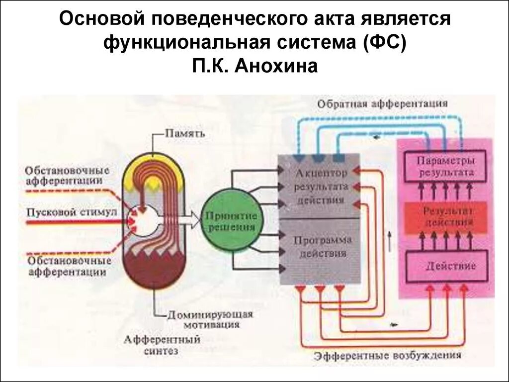 Данной системы является то что. Функциональная система (п.к. Анохин) - это:. Функциональная система организма по Анохину. Теория функциональных систем Анохина схема.