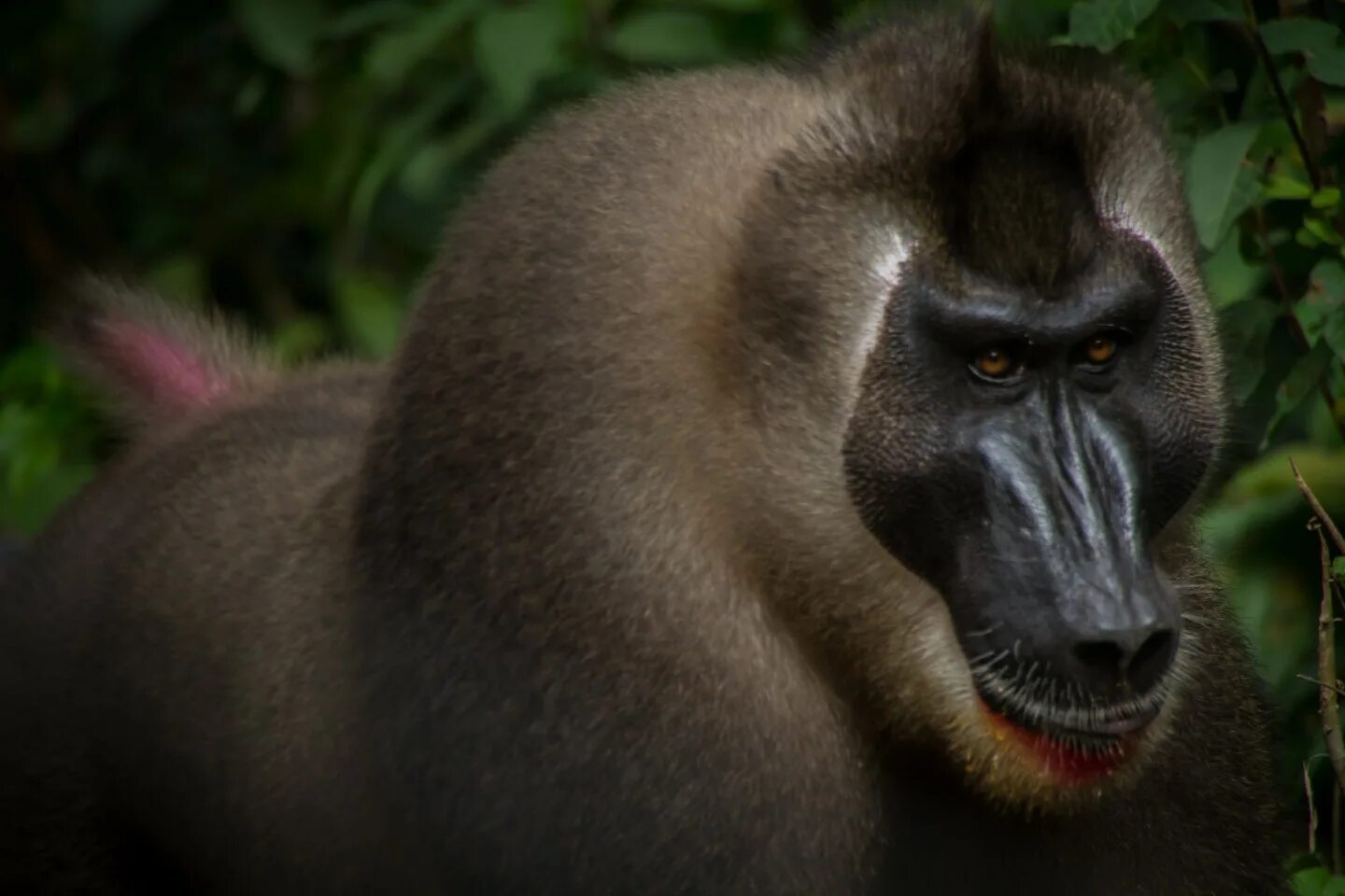 1 monkey 1 drill. Дрил обезьяна. Дрил обезьяна красная. Порода обезьян дрил. Гамадрил и дрил.