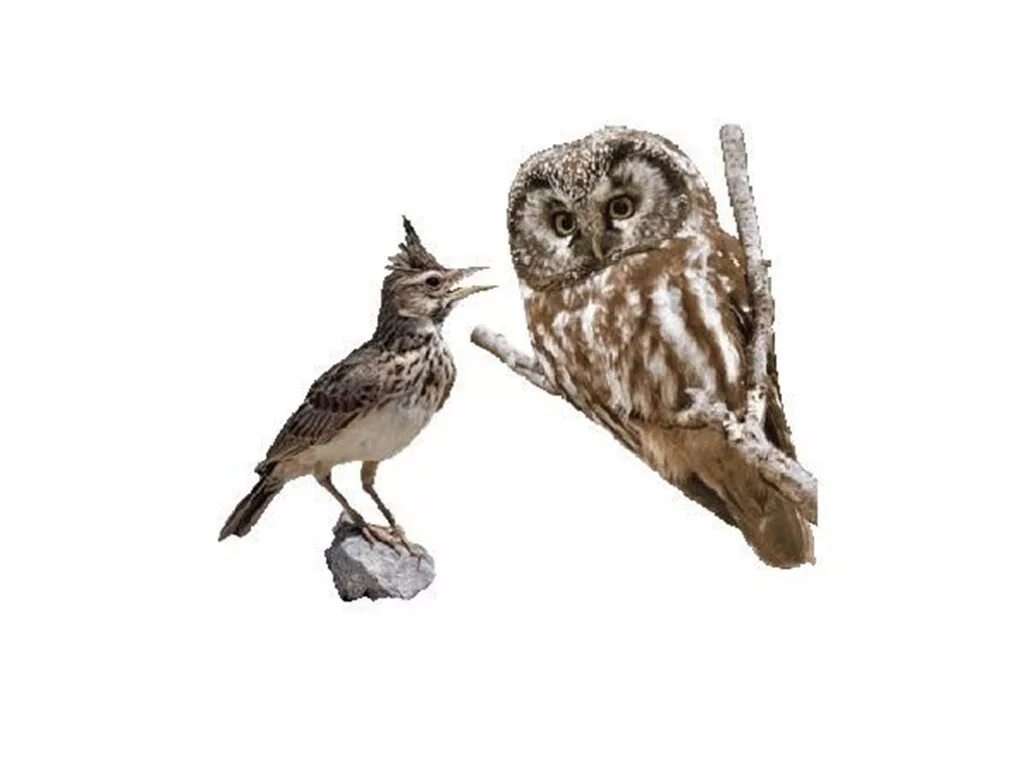 Совы и пожилые люди именно такие. Сова комикс. Совы и жаворонки. Сова на ветке. Хронотип человека сова.