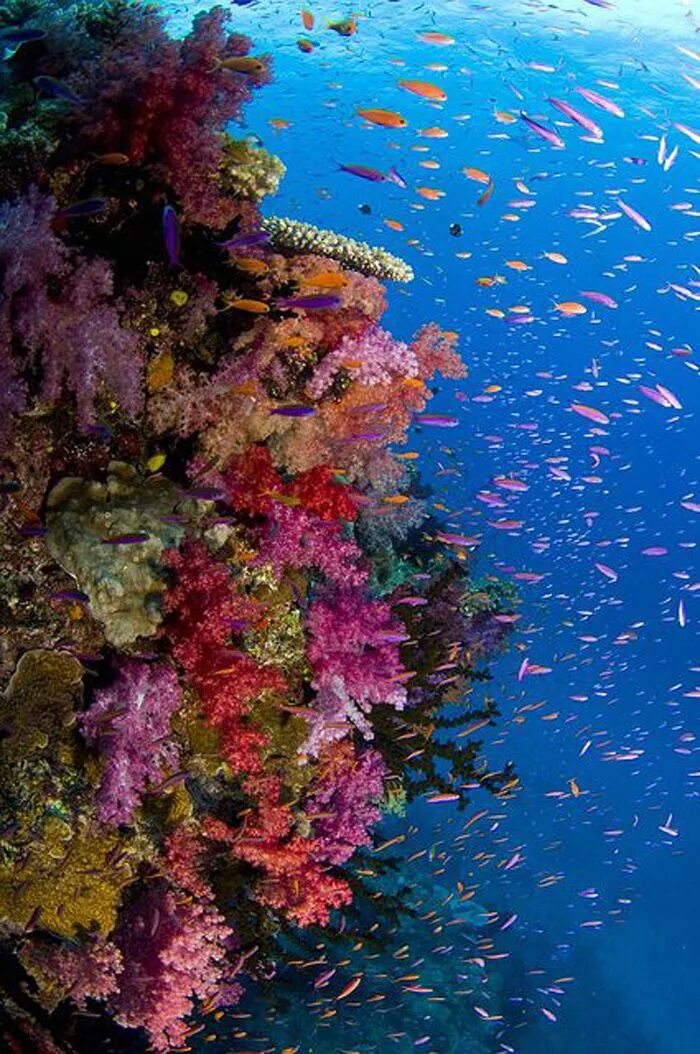 Рифы тихого океана. Большой Барьерный риф подводный мир. Большой Барьерный риф в тихом океане. Большой Барьерный риф кораллы. Атлантический океан коралловый риф.