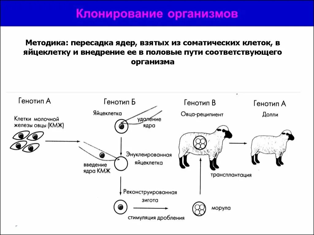 Метод пересадки ядер. Клонирование Долли схема. Клонирование схема биология. Метод пересадки ядер клонирование. Метод пересадки ядер соматических клеток в яйцеклетки.