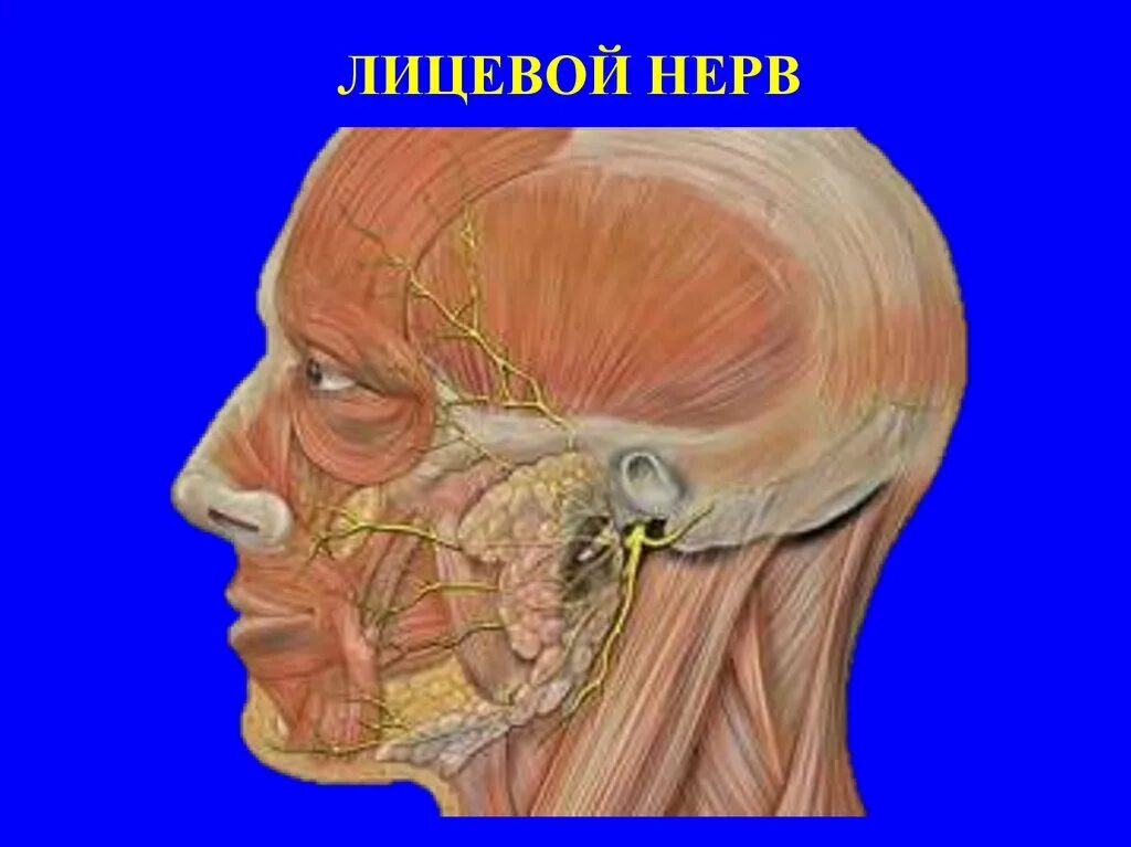 Неврит лицевого нерва анатомия. Тройничный лицевой нерв. Челюстно лицевые нервы анатомия.