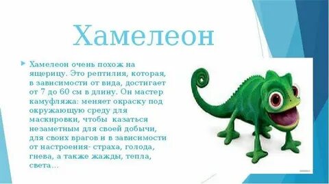 Сочинение хамелеон