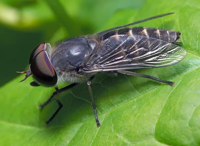 Мухи болот. Musca domestica комнатная Муха. Мухи гематофаги. Муха (насекомое) Двукрылые. Мушка Bibio.