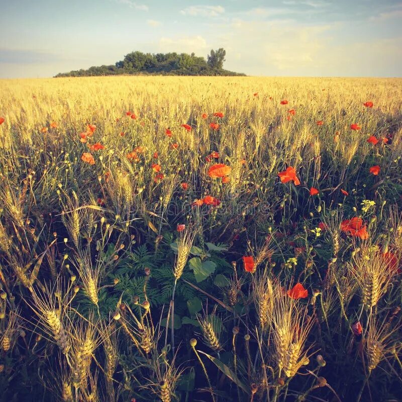 Fields 5