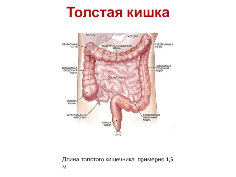 Сколько длина кишечника. Длина толстого кишечника. доинна толстого кишечник.