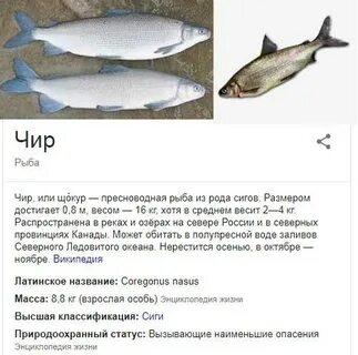 Чир описание рыбы