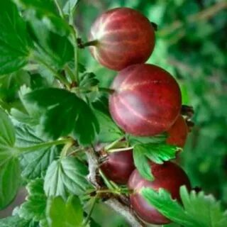 Крыжовник виноград