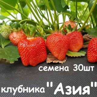 Урожайность сортов клубники