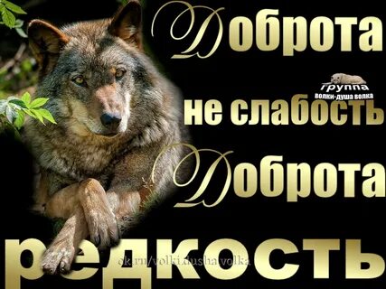 Доброе утро картинки с волком