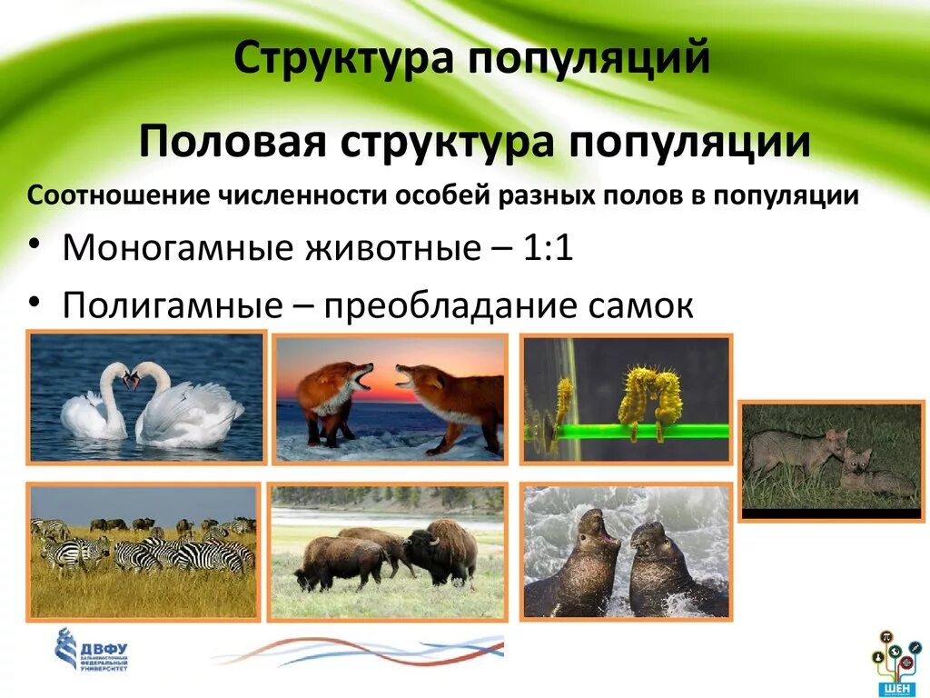 5 популяций животных. Половая структура популяции. 9 Класс пространственная структура популяции. Половая структура популяции примеры. Структура популяции биология 9 класс.
