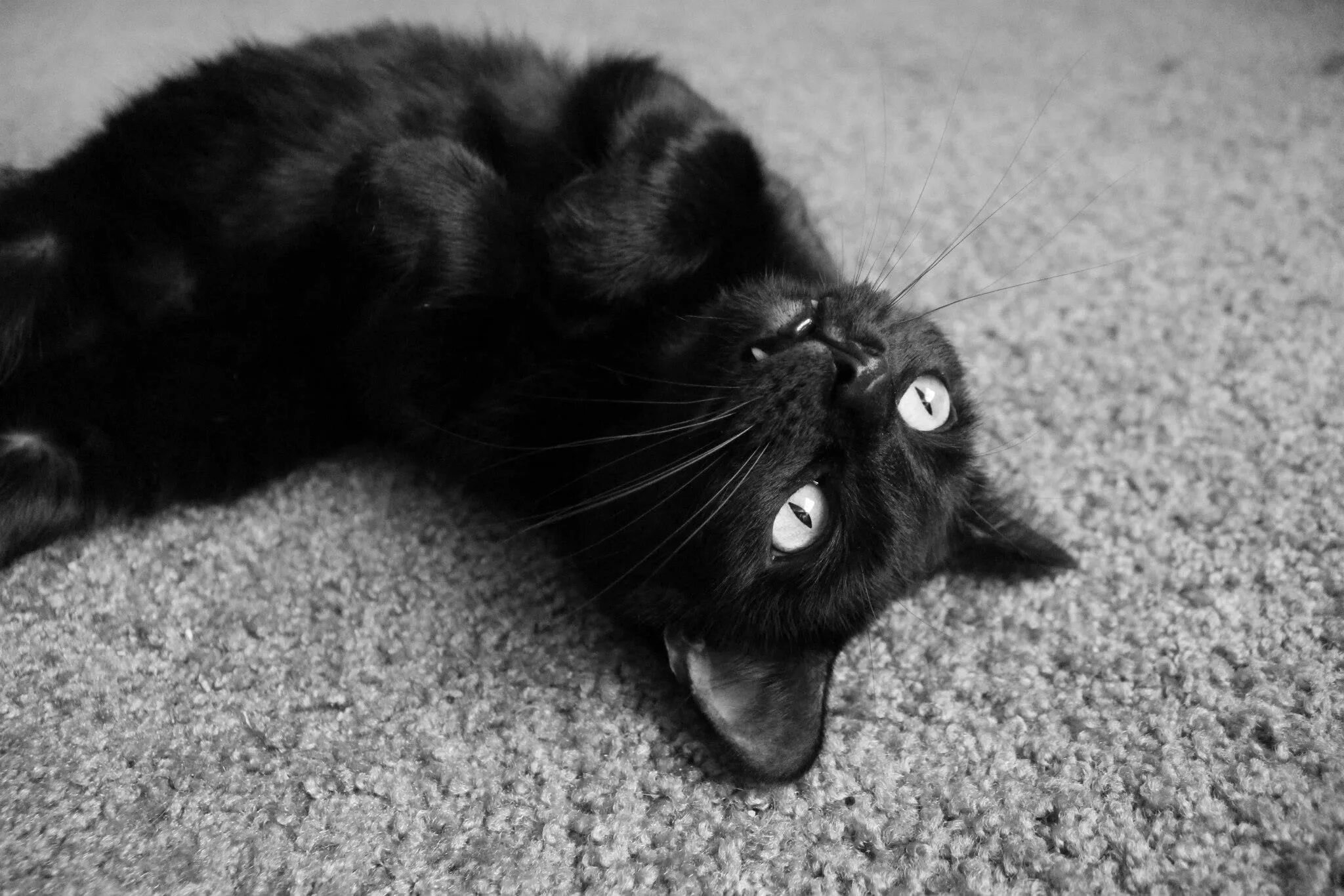Жизнь черного кота