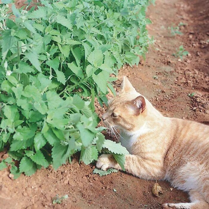 Сколько давать кошачью мяту. Catnip Кошачья мята. Котовник кошачий (Nepeta cataria). Мята котовник. Котовник лимонный.