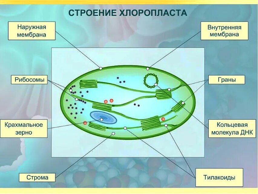 Какого строение хлоропласта. Строение хлоропласта рисунок. Схема строения хлоропласта. Схема внутреннего строения хлоропласта. Схема строения хлоропласта рис 10.