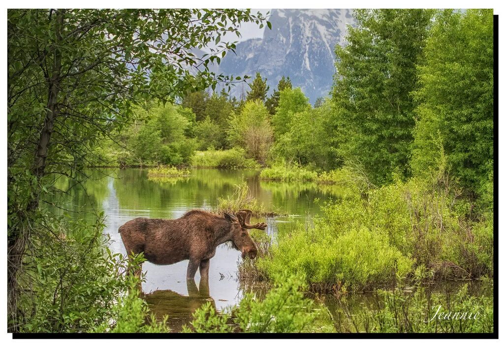 Wilder 6. Лось в лесу. Лось на лугу. Лось смешанные леса. Лось в лугах.