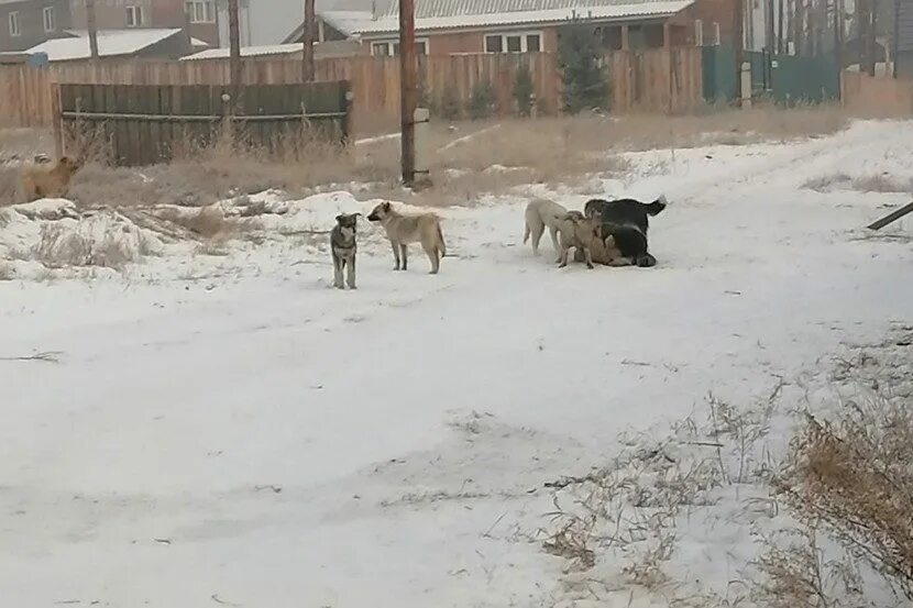 Нападение собак видео. Собаки загрызли в Забайкалье девочку бродячие. Забайкальский край девочку загрызла стая собак. Собаки в Улан-Удэ напали. В Улан Удэ стая собак напала на девушку.