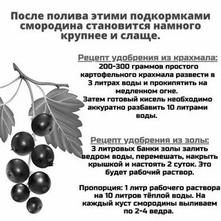 Осенью под крыжовник какие удобрения