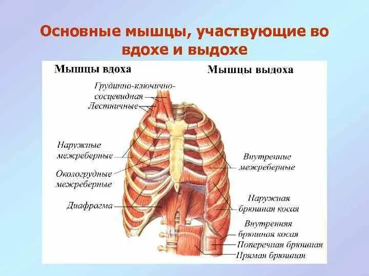 Выполняет функцию диафрагмы. Перечислите основные дыхательные мышцы участвующие в акте выдоха. Мышцы участвующие в акте дыхания анатомия. Мышцы вдоха и выдоха основные и вспомогательные. Дыхательные мышцы в акте вдоха и выдоха.