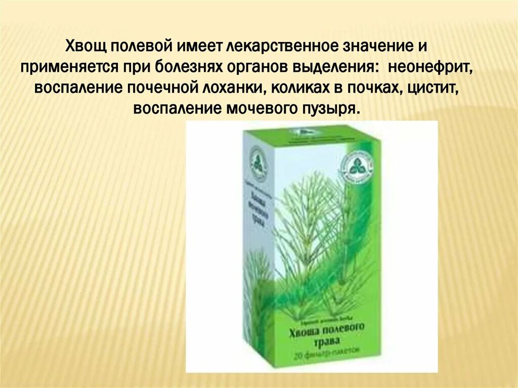 Хвощ полевой инструкция по применению лечебные свойства. Хвощ полевой. Хвощ полевой лекарство. Хвощ полевой отвар. Хвощ полевой от цистита.