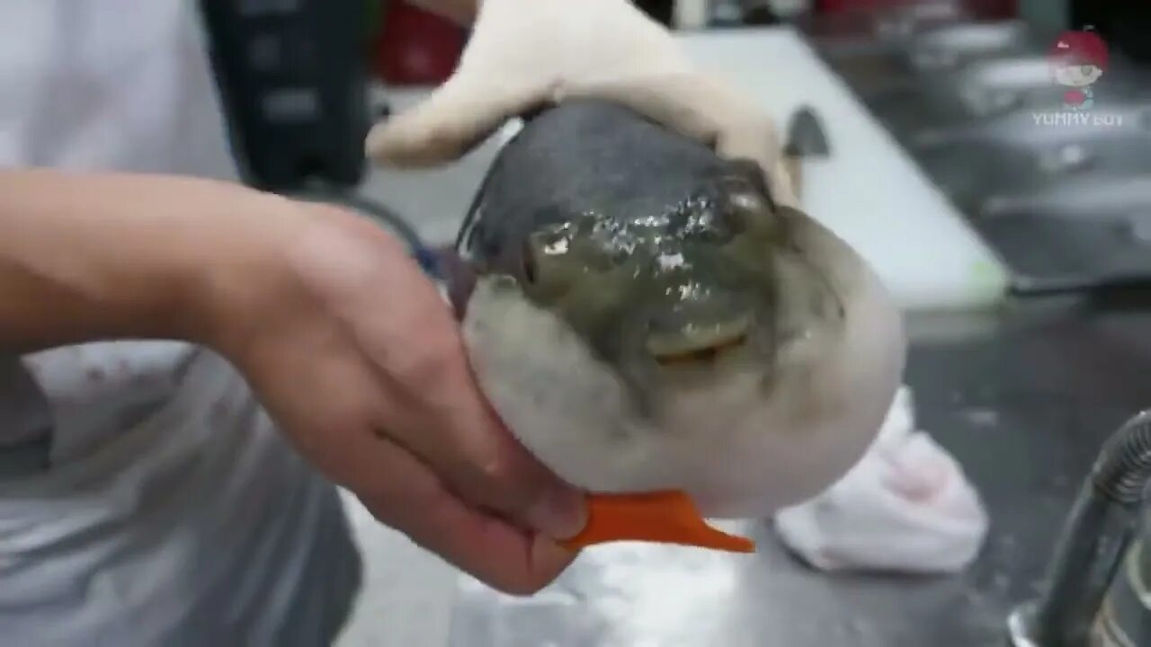 Рыба фугу мем. Рыба фугу. Рыба фугу малек. Рыба фугу с морковкой. Рыба фугу из мема.