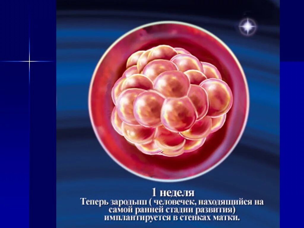Зародыш человека 3-4 недели. Эмбрион на 1 неделе беременности. Как выглядит эмбрион на 2 недели беременности. Как выглядит плод 2 недели. Как выглядит эмбрион на 2 недели беременности.
