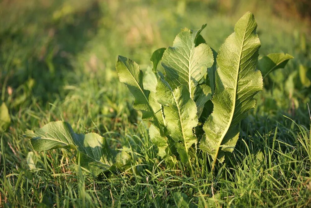 Хрен огород. Листья хрена. Хрен огород. Хрен огород. Хрен.
