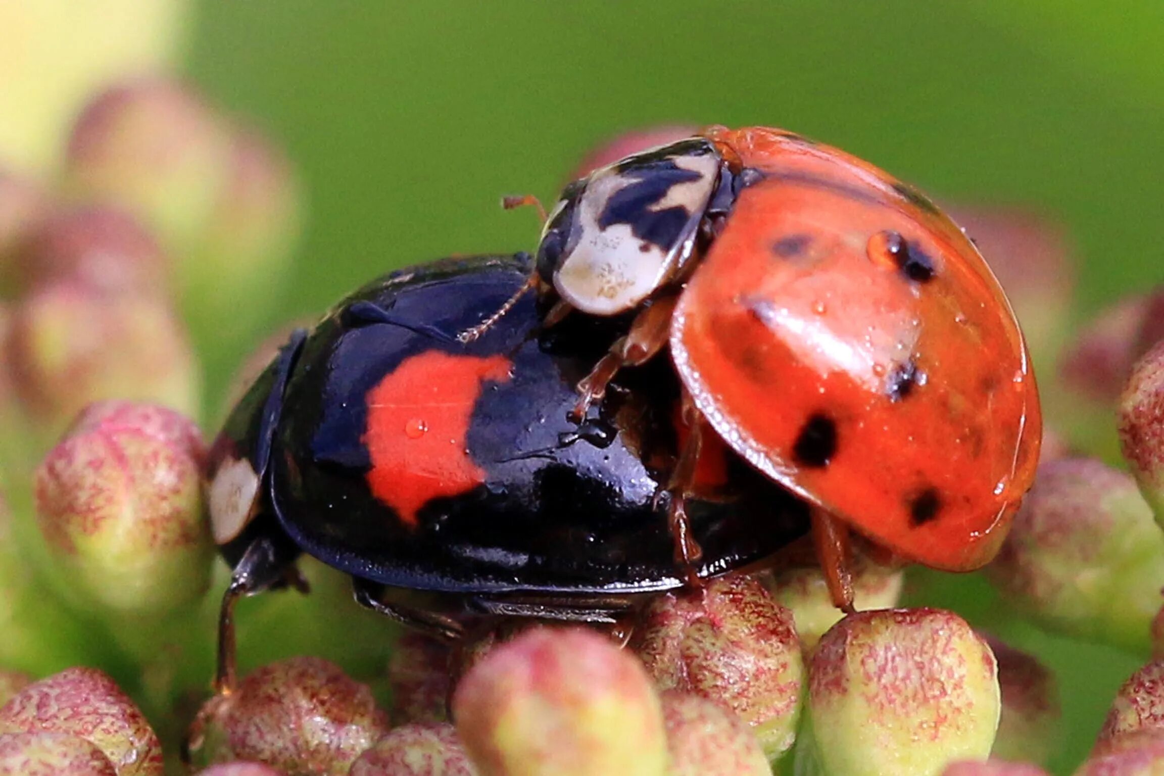 Чем кормить божью коровку в домашних условиях. Божья коровка Harmonia axyridis. Азиатская Божья коровка (Harmonia axyridis). Божья коровка Арлекин личинка. Арлекины насекомые.