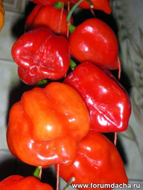 индетерминантные сорта перца. перец высота куста. перец высота куста. перец сладкий холодок. перец высота куста.