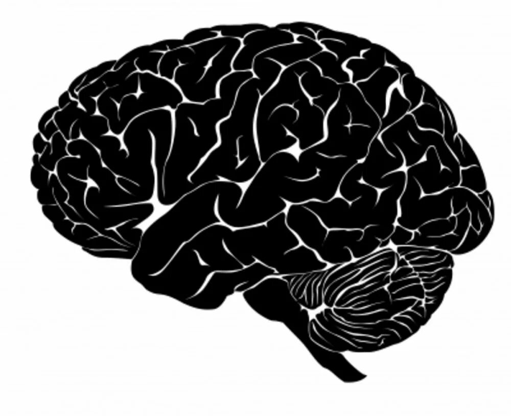 Мозг рисунок. Искусственный мозг человека. Мозг человека рисунок. Мозг подростка. Мозг верная тема.