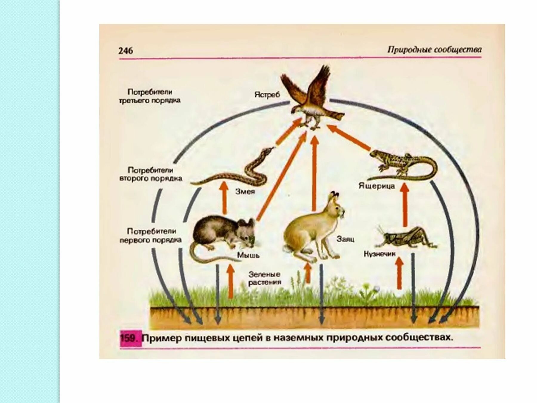Примеры природных сообществ 3 класс. Схема пищевых связей в природном сообществе Луга. Схема круговорота веществ на лугу. Цепь питания с круговоротом веществ. Цепочка питания круговорот.