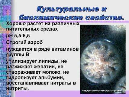 Возбудители молока