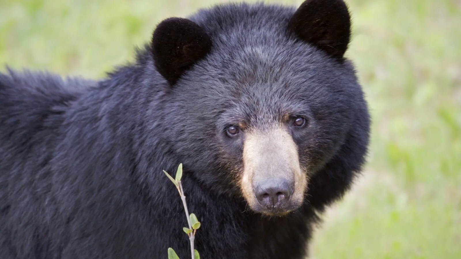 Black bear KILLS teen cross-country runner during competition in Alaska after pa