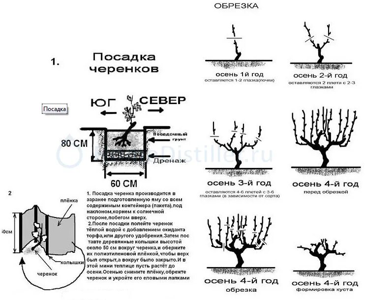 Как правильно сажать виноград весной. Как правильно посадить виноград весной саженцами. Посадка саженцев винограда весной в грунт. Схема посадки винограда осенью саженцами. Посадка винограда весной саженцами в открытый грунт.