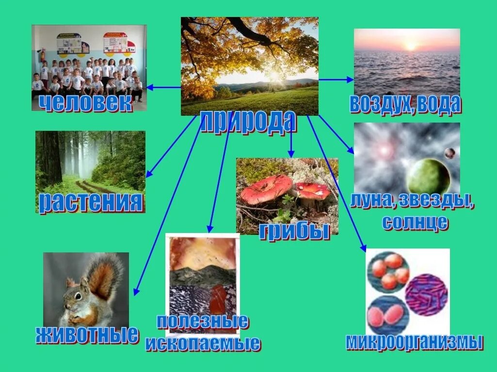 Привести примеры живой и неживой природы