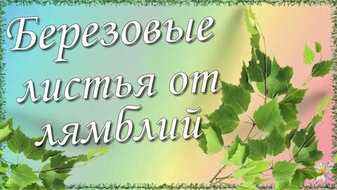 Лямблии березовые
