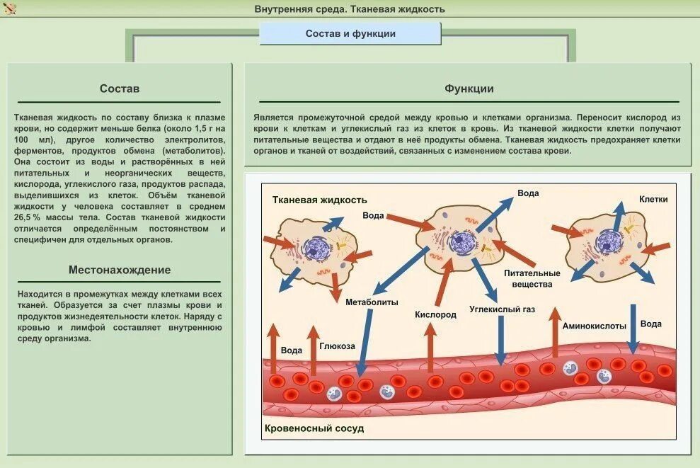 Кровь лимфа тканевая жидкость превращения. Состав крови тканевая жидкость лимфа кровь. Превращение жидкостей внутренней среды организма. Схема взаимодействия крови лимфы и тканевой жидкости. Межклеточная вода в организме