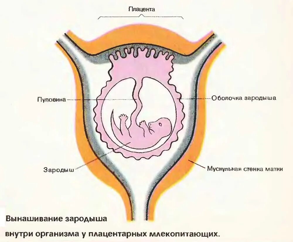 Эмбрион млекопитающего в матке. Строение матки плацентарных. Схема матки млекопитающих. Строение матки млекопитающих.