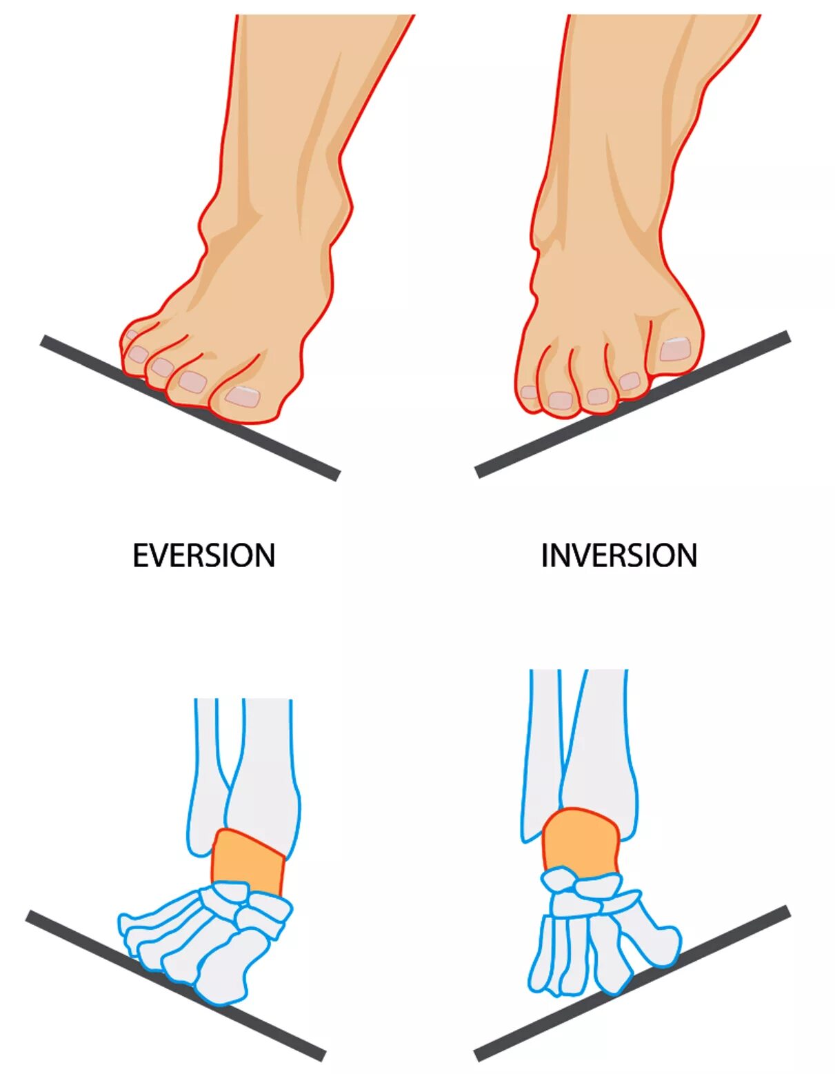 Пронация и супинация. Эверсия пронация стопы. Инверсия и эверсия стопы. Эверсия инверсия пронация супинация.